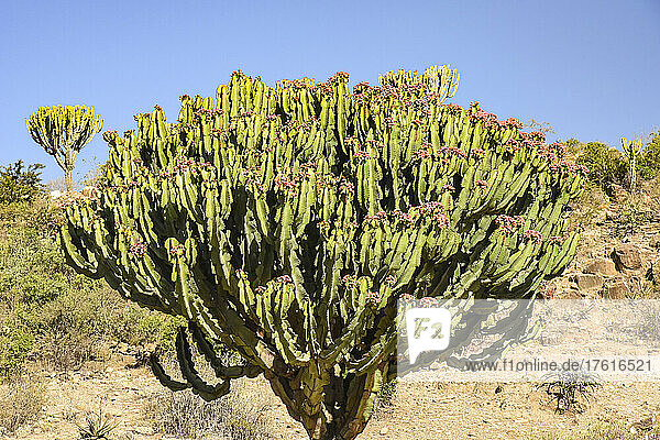 Nahaufnahme eines Kaktus  der in einer trockenen Landschaft in Ostafrika  Äthiopien  wächst