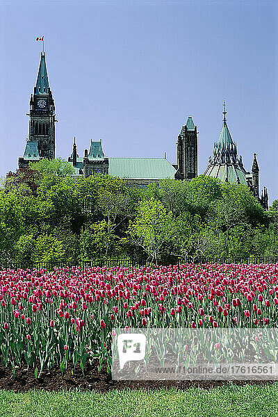 Parlamentsgebäude und Tulpen Ottawa  Ontario  Kanada