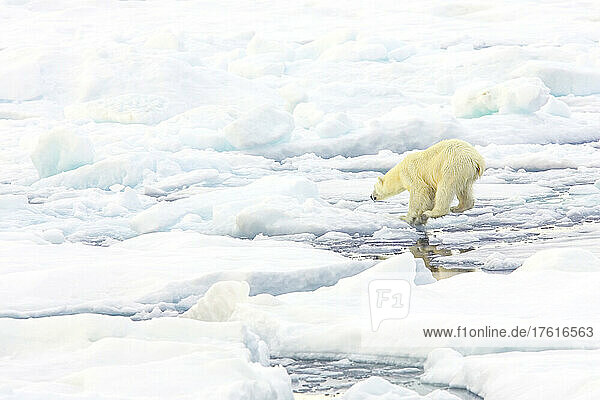 A polar bear leaping between ice floes.