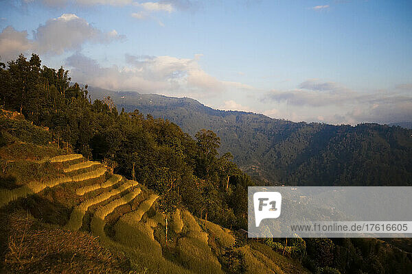 Reisfelder  die in die Ausläufer des Himalaya eingeschnitten sind.