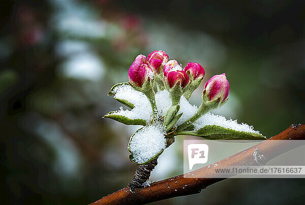 Nahaufnahme von frühen Apfelblüten  die von einer Schneedecke bedeckt sind; Calgary  Alberta  Kanada