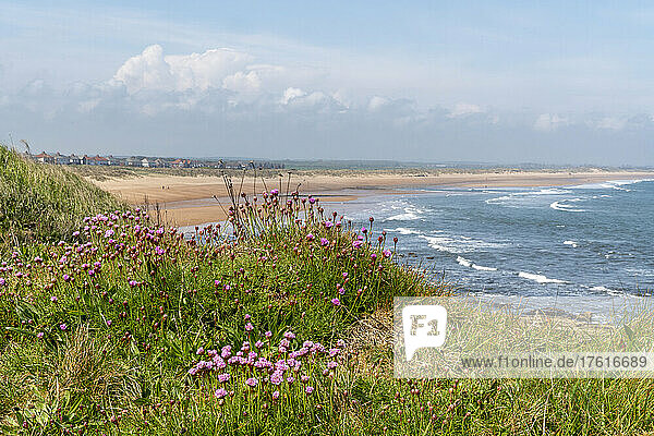 Rosa Wildblumen und Gras wachsen am Ufer im Vordergrund mit dem weiten Strand und der Küstenlinie entlang der Küste von Northumberland; Seaton Sluice  Northumberland  England