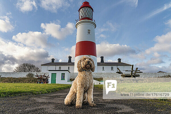 Souter Lighthouse und ein Hund  der auf dem Weg im Vordergrund sitzt; South Shields  Tyne and Wear  England