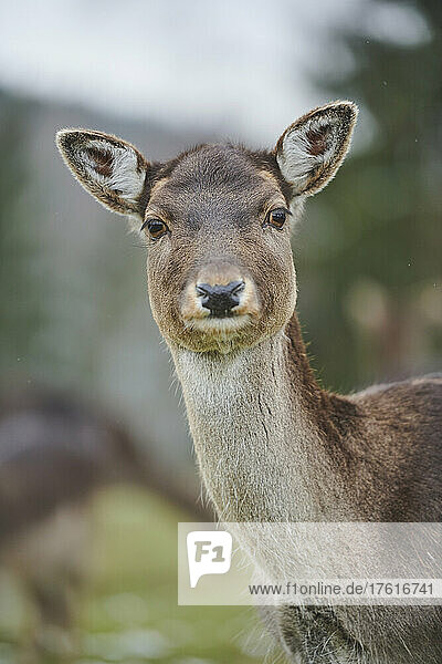 Fallow deer doe (Dama dama) portrait; Bavaria  Germany