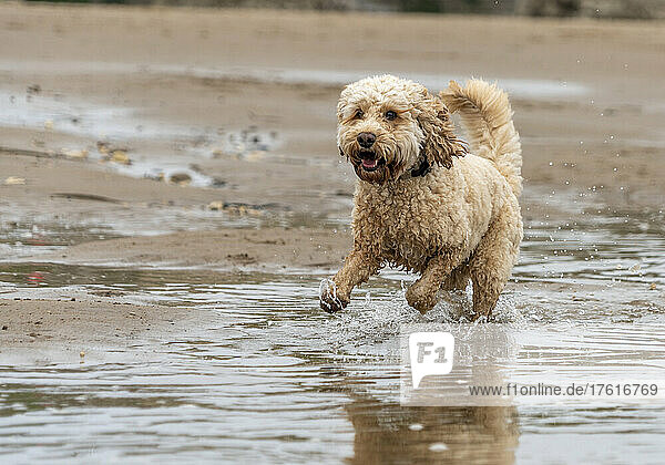 An active blond Cockapoo runs in the shallow water along the beach; South Shields  Tyne and Wear  England