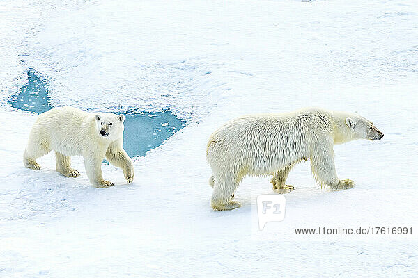 A polar bear cub and its mother (Ursus maritimus) wander across pack ice in the Canadian Arctic.