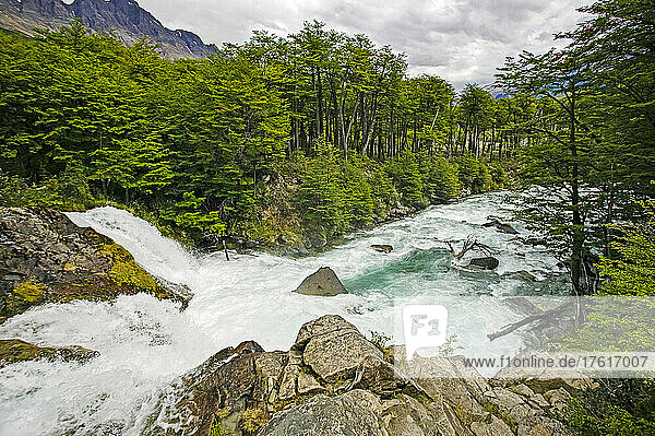 Der Rio de las Vueltas fließt durch einen patagonischen Südbuchenwald (Nothofagus) in der Nähe von El Chalten im Parque Nacional Los Glaciares; Patagonien  Argentinien.