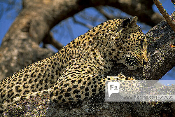Ein aufmerksamer Leopard  Panthera pardus  ruht sich auf einem stabilen Baumstamm aus.