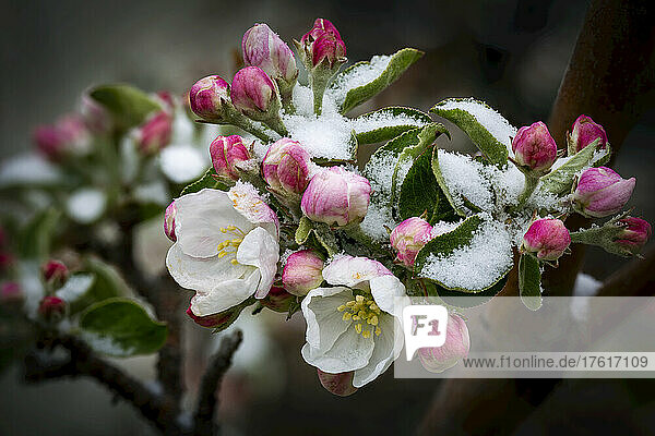 Nahaufnahme eines Büschels früher Apfelblüten (Malus domestica)  die leicht mit Schnee bedeckt sind; Alberta  Kanada