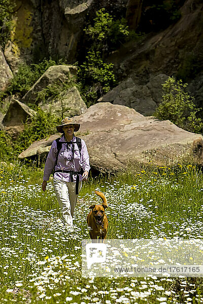Frau geht mit Hund spazieren  Valles Caldera National Preserve  Santa Fe National Forest; New Mexico  Vereinigte Staaten von Amerika