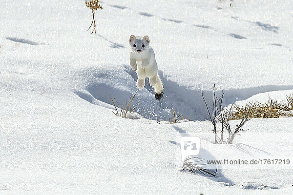 A short-tailed weasel (Mustela erminea) leaping up in the air in the snow looking at camera  camouflaged in its white winter coat; Yellowstone National Park  Wyoming  United States of America