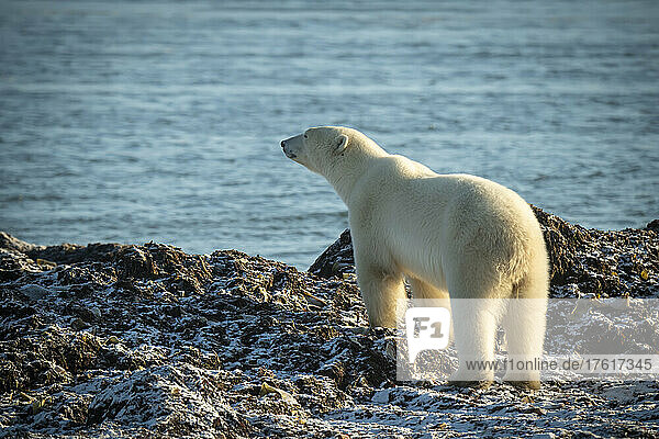 Polar bear (Ursus maritimus) stands looking out to sea; Arviat  Nunavut  Canada