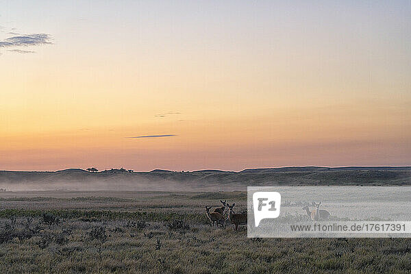 Herde von Maultierhirschen (Odocoileus hemionus) im Tal bei Sonnenaufgang  Grasslands National Park; Val Marie  Saskatchewan  Kanada