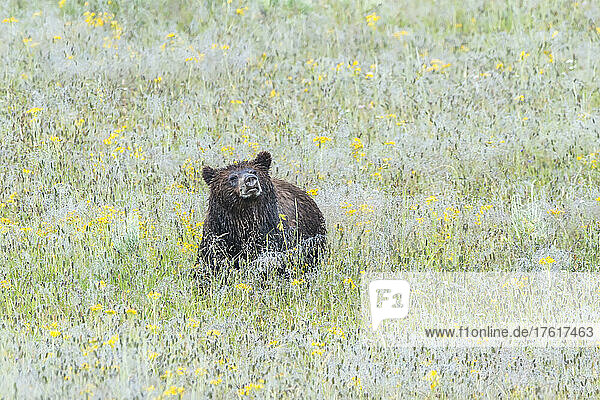 Grizzlybär (Ursus arctos horribilis) steht mit erhobenem Kopf auf einer Wildblumenwiese und schnuppert die Luft im Hayden Valley; Yellowstone National Park  Vereinigte Staaten von Amerika