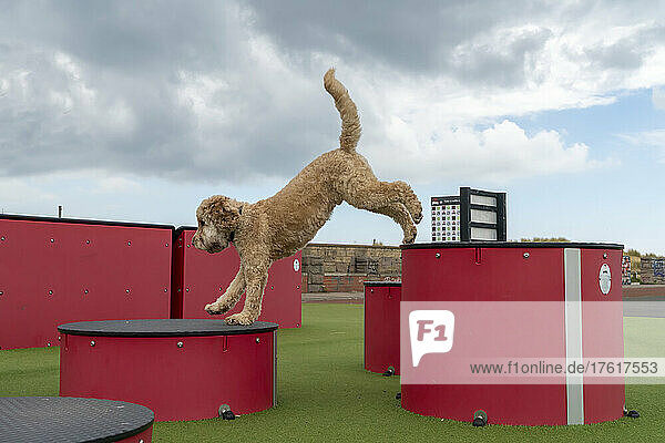 Ein blonder Cockapoo-Hund zeigt seine Beweglichkeit  indem er zwischen unterschiedlich hohen Plattformen springt; South Shields  Tyne and Wear  England