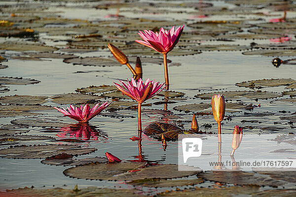 Blühende Lotusblumen (Nelumbo nucifera) am Red Lotus Lake; Chiang Haeo  Thailand