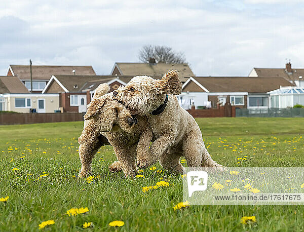 Zwei blonde Cockapoo-Hunde spielen zusammen auf einem Feld mit Gras und Löwenzahn und Häusern im Hintergrund; South Shields  Tyne and Wear  England