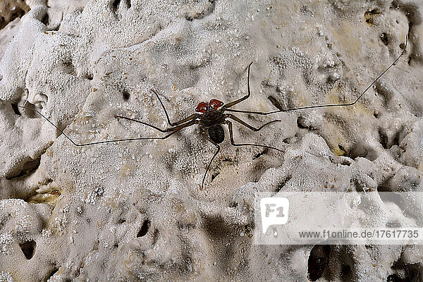 Ein Peitschenskorpion  gefunden an einer mit Schwefel beschichteten Wand in der Cueva de Villa Luz; Bundesstaat Tabasco  Mexiko.