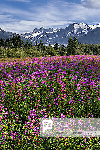 Vibrant fireweed blooms (Chamaenerion angustifolium) in a wildflower meadow in front of the majestic Mendenhall Towers and Mendenhall Glacier of the Coast Mountains in the Tongass National Forest; Juneau  Southeast Alaska  Alaska  United States of America