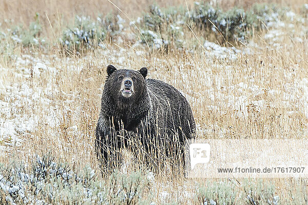 Grizzlybär (Ursus arctos horribilis)  der mit erhobenem Kopf in einem schneebedeckten Feld mit Salbeisträuchern steht  die Luft schnuppert und in die Kamera schaut; Yellowstone National Park  Wyoming  Vereinigte Staaten von Amerika