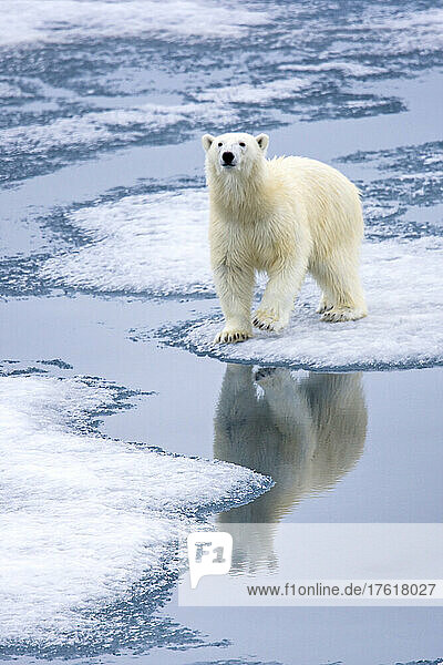 Polar bear  Ursus maritimus  on pack ice.
