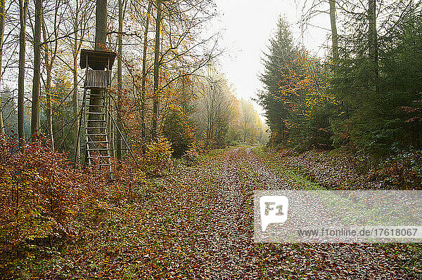 Waldweg mit Jagdhütte im Herbst; Vielbrunn  Michelstadt  Odenwald  Hessen  Deutschland