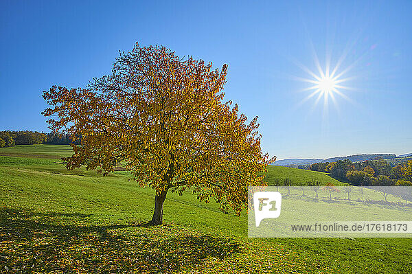 Kirschbaum in Herbstfarben mit hellem Sonnenaufgang vor blauem Himmel; Odenwald  Hessen  Deutschland