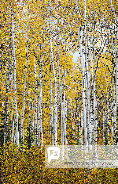 Espenbäume in leuchtenden Herbstfarben auf dem Thorpe Mountain bei Steamboat Springs  Colorado  USA; Colorado  Vereinigte Staaten von Amerika