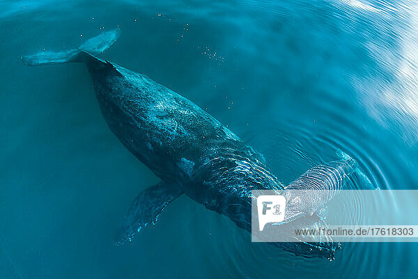 Eine Buckelwalmutter stützt ihr Kalb nahe der Oberfläche  während es schläft.