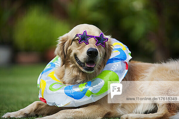 Golden retriever dog wearing sunglasses and inner tube  ready for the beach; Paia  Maui  Hawaii  United States of America