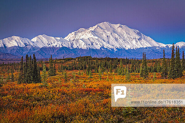 Mount Denali (McKinley) in der Morgendämmerung mit den Herbstfarben der Tundra im Vordergrund; Denali National Park and Preserve  Interior Alaska  Alaska  Vereinigte Staaten von Amerika