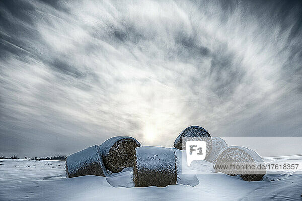 Cluster of hay bales lying in the snow on a farmland winter landscape; Alberta  Canada
