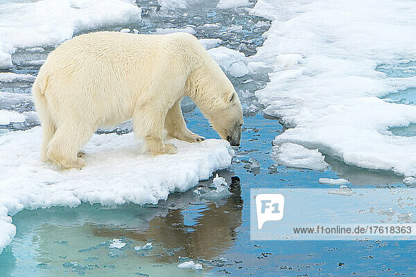 A polar bear  Ursus maritimus  on the hunt looks in water for seals.