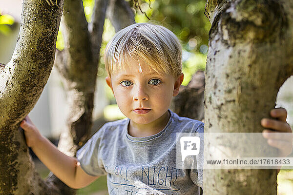 Nahaufnahme eines kleinen Jungen mit blauen Augen  der in einem Baum sitzt und in die Kamera schaut; Vientiane  Präfektur Vientiane  Laos