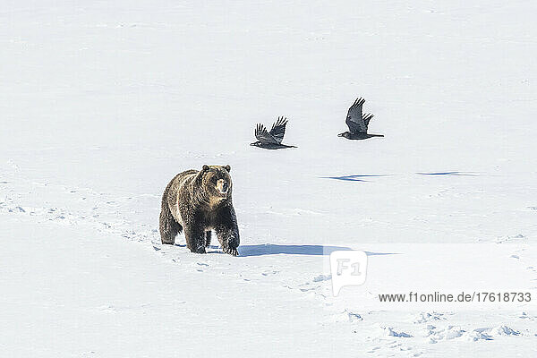Brown bear (Ursus arctos) walking on a snow covered field with two common ravens (Corvus corax) passing by overhead on a sunny day; Yellowstone National Park  Wyoming  United States of America