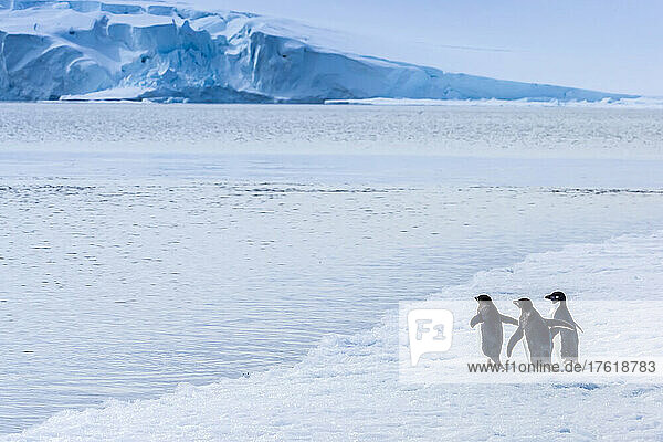 Adelie Penguins walk on pack ice in Active Sound near the Weddell Sea in Antarctica.