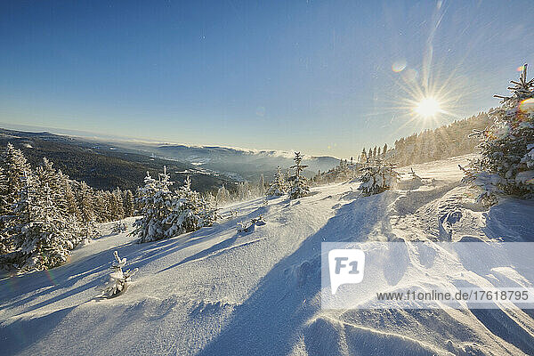 Frozen Norway spruce or European spruce (Picea abies) tree at sunrise on a bright winter day on Mount Arber in the Bavarian Forest; Bavaria  Germany