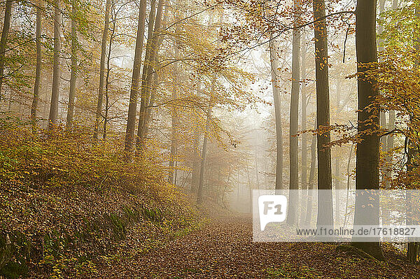 Footpath on foggy autumn morning; Odenwald  Hesse  Germany