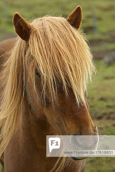 Porträt eines Islandpferdes  Equus scandinavicus.