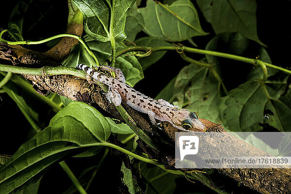 Ein Gecko  Cyrtodactylus pubisulcus  auf einem kleinen Baumast; Gunung Mulu National Park  Sarawak  Borneo  Malaysia.