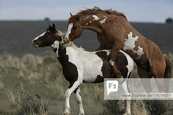 Dominanter Hengst zeigt Aggression während der Paarung mit einem einjährigen Mustang  Steens Mountain Recreation Lands; Frenchglen  Oregon  Vereinigte Staaten von Amerika