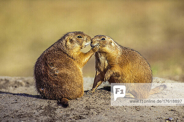 Black-tailed prairie dogs (Cynomys ludovicianus) showing affection; Meade County  South Dakota  United States of America