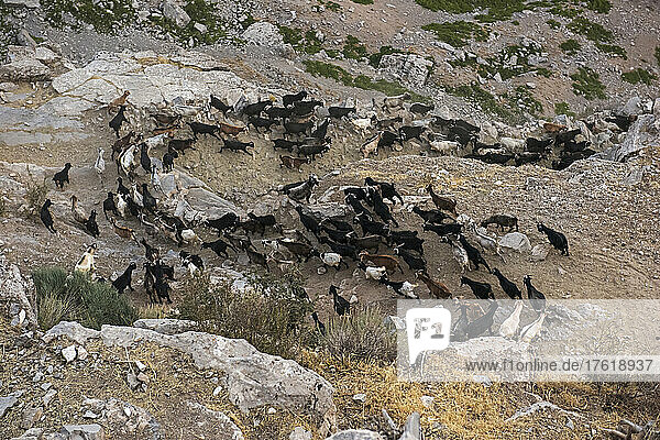 A herd of goats run down a path on the ridge of Baisun-Tau ridge.; Uzbekistan.