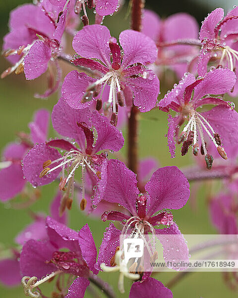 Tautropfen auf zarten  hängenden rosa Blüten; Oregon  Vereinigte Staaten von Amerika