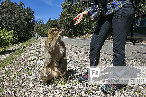 Am Straßenrand greift ein Affe nach dem Essen eines Touristen in der Nähe von Fes  Marokko; Marokko