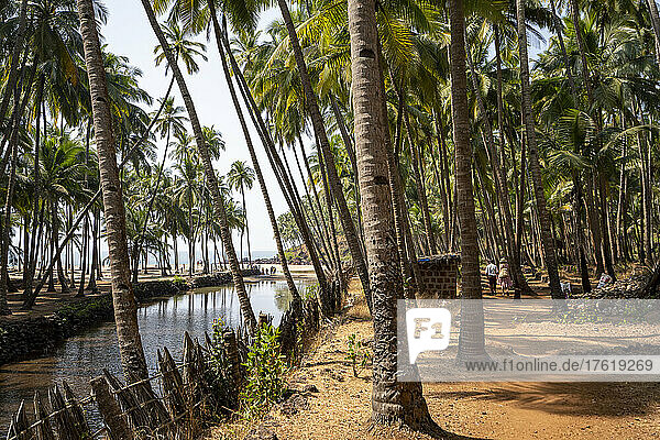 Kanal und Weg durch einen Palmenhain zum Strand Cabo de Rama von Cabo Serai  Süd-Goa  Indien; Cabo de Rama  Goa  Indien