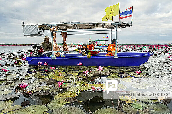 Tourist fotografiert die Lotosblumen vom Ausflugsboot aus auf dem Pink Water Lilies Lake; Udon Thani  Thailand