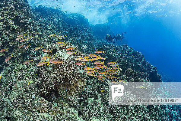 Divers and a school of Yellowfin goatfish (Mulloidichthys vanicolensis) pictured cruising over a garden of hard coral off the Island of Lanai  Hawaii  USA; Lanai  Hawaii  United States of America