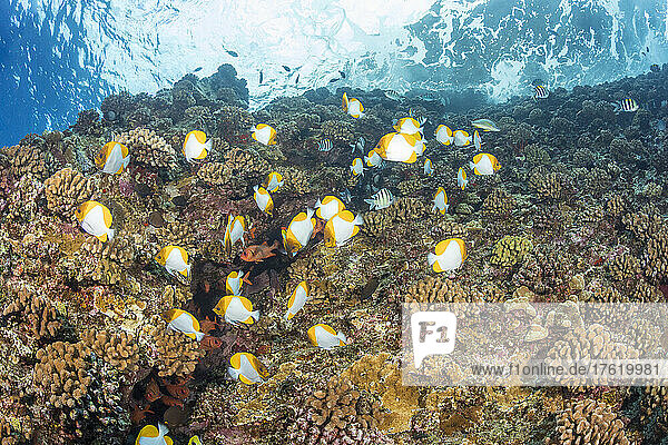 Pyramidenfalterfisch (Hemitaurichthys polylepis) und verschiedene Rifffische über dem hawaiianischen Hartkorallenriff vor der Rückwand des Molokini Marine Preserve; Maui  Hawaii  Vereinigte Staaten von Amerika