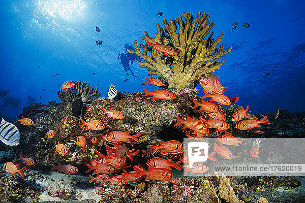 Divers and a school of Shoulderbar soldierfish (Myripristis kuntee); Hawaii  United States of America